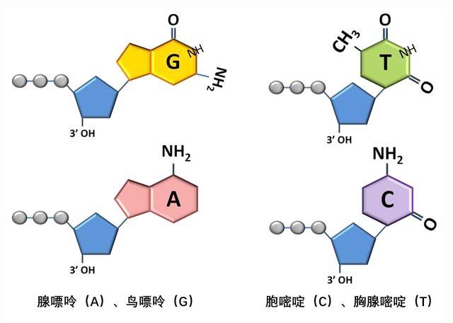 DNA存储器突破了理论极限一部手机装下全世界的数据(图6)