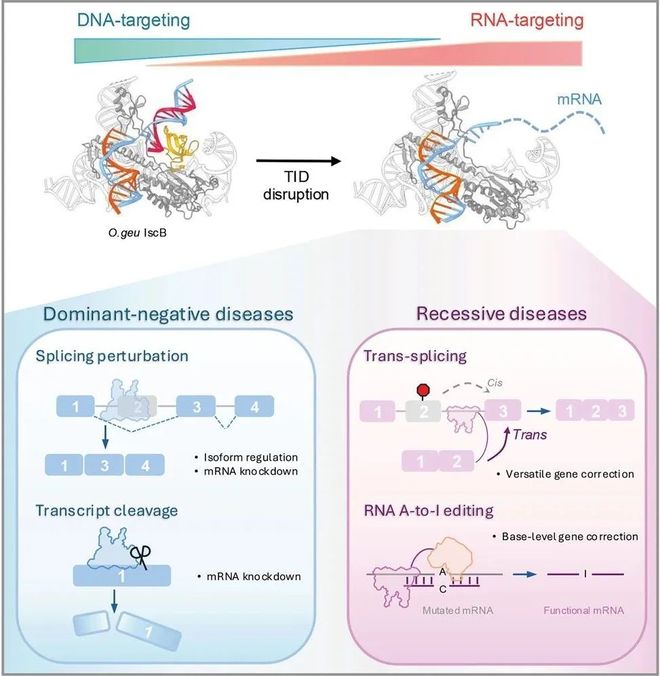 Cell：让“DNA剪刀”变身“RNA手术刀”！可爱龙团队将Cas9及其祖先转变为R编辑器(图2)