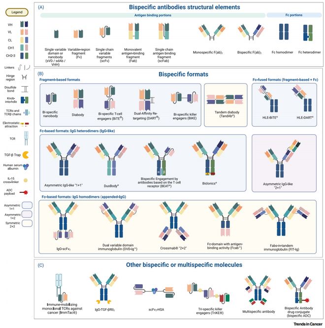 今晚有约从DNA设计到成品冻存：双抗生产全流程解析(图2)