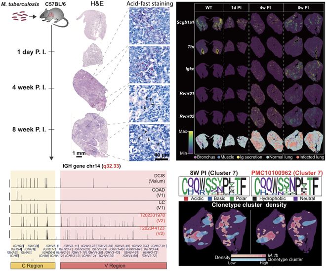《细胞》重磅：华大新技术竟能“直播”细胞与微生物之间的悄悄话！(图3)