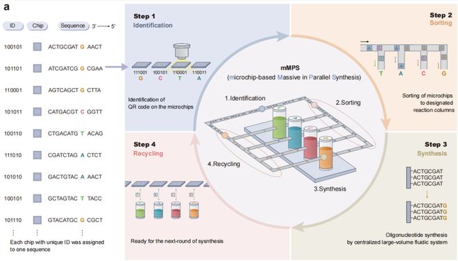 NatureBiotechnology：华大发布DNA合成新技术助力合成生物产业迈向新时代(图2)