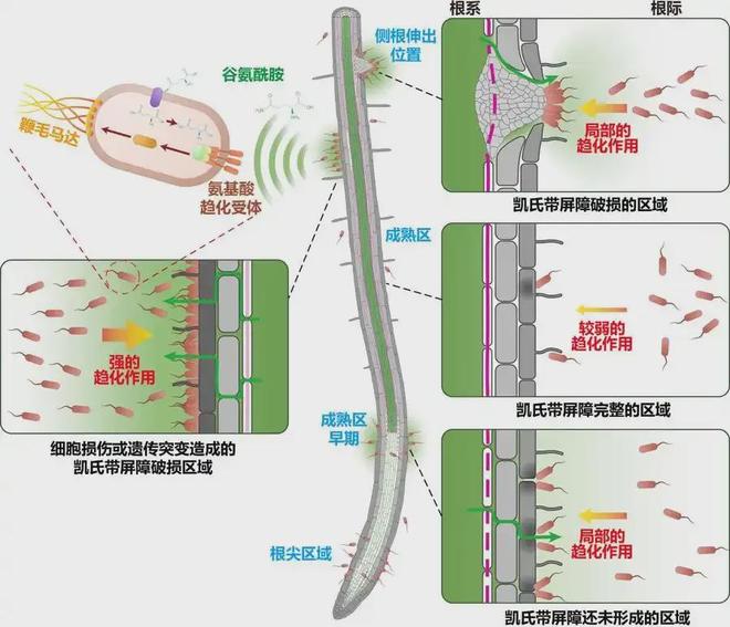 微生物如何在植物根系“安家”？中瑞科学家研究成果登上《科学》封面(图2)