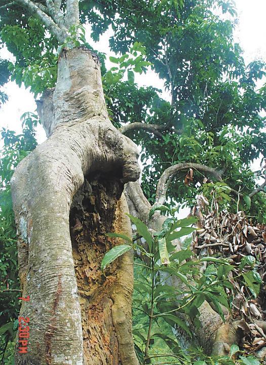 深瞳丨打好热带作物种质“芯片”守护战(图2)