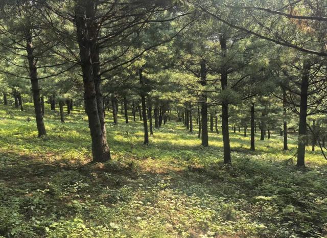 从“一粒种”到“基因库”——一个资源大省的林业高质量发展路径探析(图3)