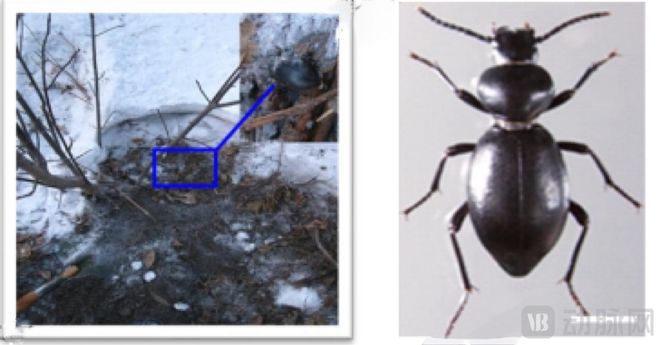 这家“隐形冠军”打破60年生物样本冻存行业瓶颈共赢千亿生物医药市场(图2)