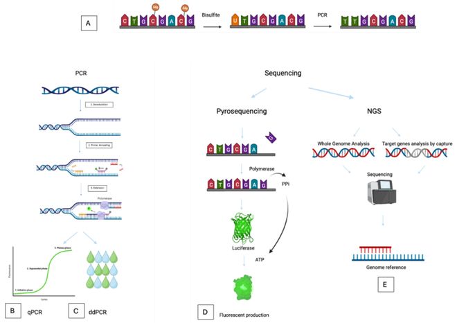 DNA甲基谱重塑前列腺癌诊疗格局：从分子机制到临床精准医疗新策略(图2)