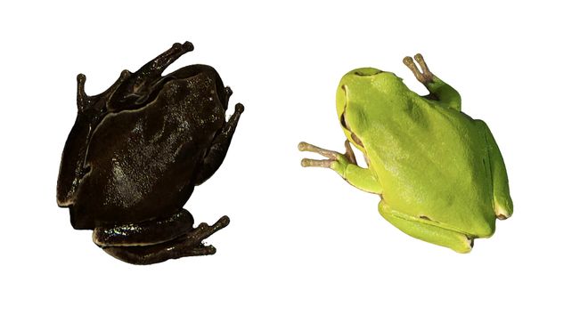 切尔诺贝利的神秘真菌可“吃辐射”？若被证实或成未来宇航员的“生物护盾”(图4)