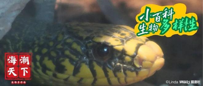 CBD公约生物安全能力建设在线论坛聚焦活体转基因生物风险评估(图3)