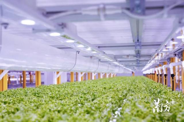 芯路径芯力量——广东种业振兴“五年见成效”创新实践(图2)