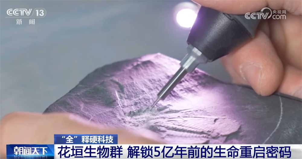 一起“涨”知识！世界级化石“宝藏”花垣生物群解锁5亿年前生命重启密码(图4)