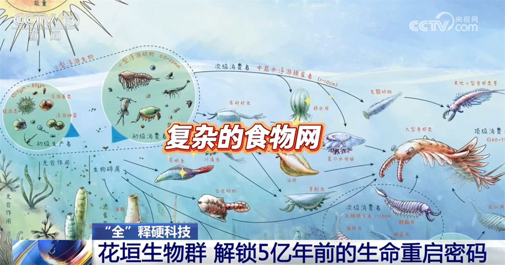 一起“涨”知识！世界级化石“宝藏”花垣生物群解锁5亿年前生命重启密码(图6)